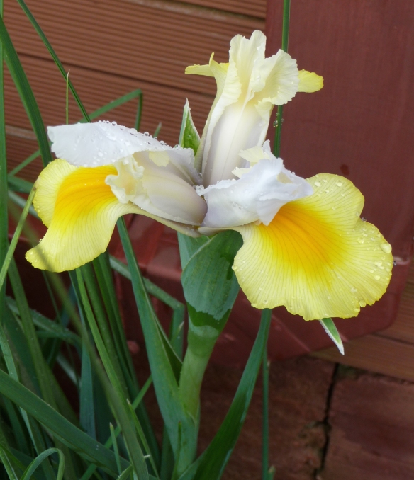 14.florentine iris