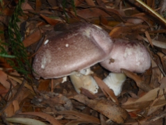 11.mushroom