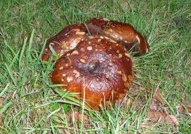7.mushroom