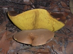 9.big mushroom