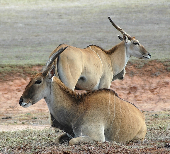 25.diff antelope2