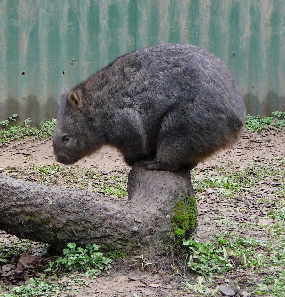 35.wombat5