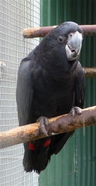 46.red tailed black cockatoo