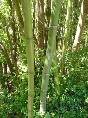 26.bamboo
