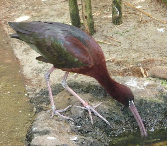 10.glossy ibis