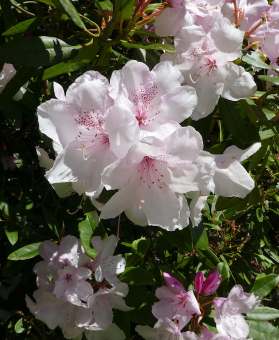28.rhododendron