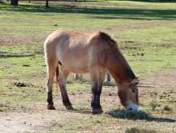 5.Mongolian Wild Horse
