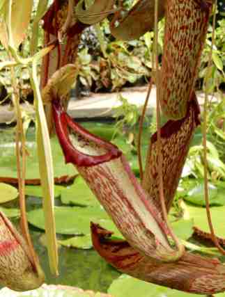 16.pitcher plants